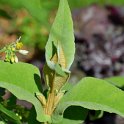 Buddleja myriantha